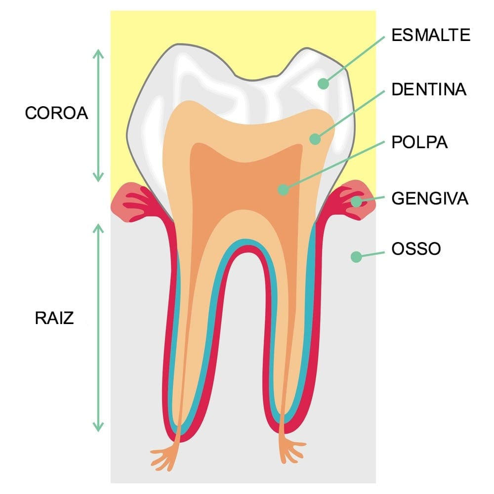 dentes sensíveis Estrutura do dente